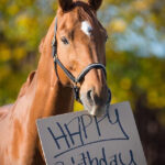 Pin By Michelle D Wolfe On BIRTHDAY WISHES Horse Happy