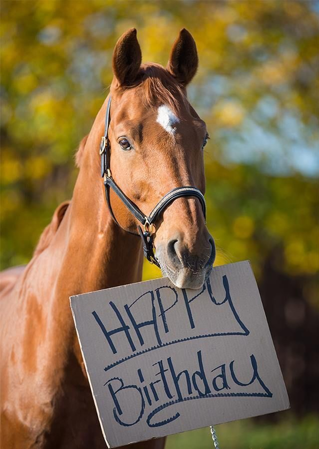 Pin By Michelle D Wolfe On BIRTHDAY WISHES Horse Happy 